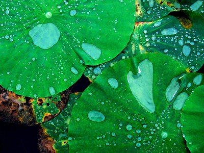 面对网上黑平台拒绝提现的现实应该怎么应对