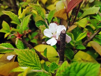 在网上游戏平台上赢了拒绝出款有成功求助案例吗