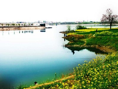 花卉与健康：怎样通过花卉改善空气质量