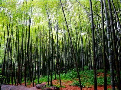 消极情绪的心血管影响