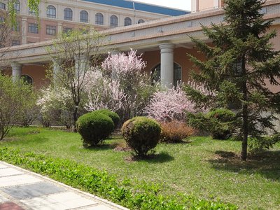 芒草光合作用的效率