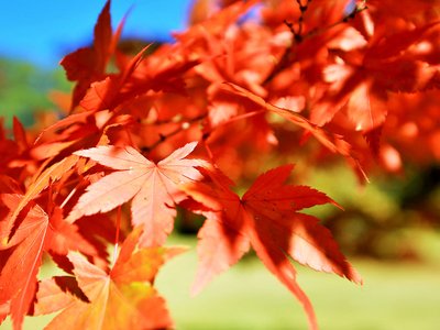 飞行的技巧：鸟类如何在复杂的环境中生存？