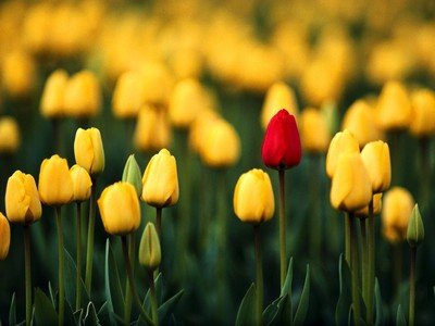 袋鼠的弹跳力学