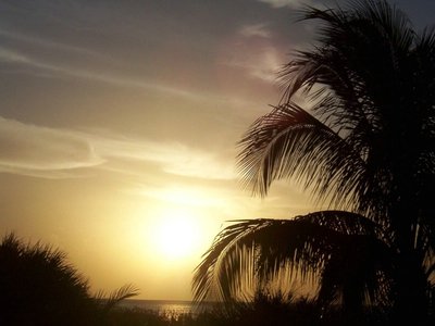 榛子树耐寒冷的生长特性