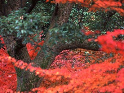 情绪适应的社会比较调节