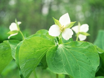 面对网上黑平台拒绝提现该如何解决