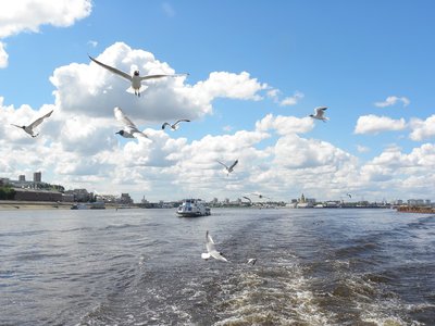 鱼类繁殖方式及育苗技巧