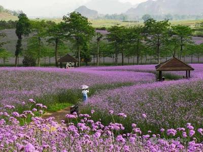 常见观赏鱼的识别与养护