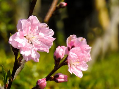 春天的户外野餐：与家人朋友共享美好时光