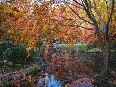 煮汤圆水开下锅技巧