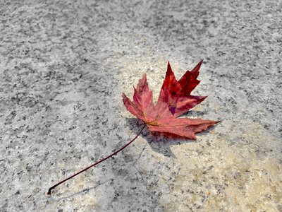 游戏平台取款申请被取消赢了不能取款怎么怎么办