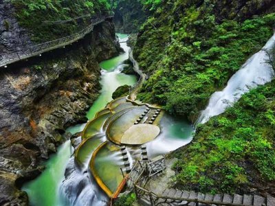 佛肚竹节间膨大的原因