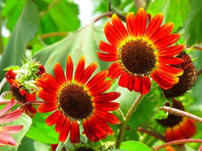 神经网络与人工智能：如何模仿人类大脑的学习过程？