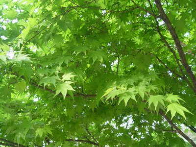 地球日：从我做起的绿色承诺