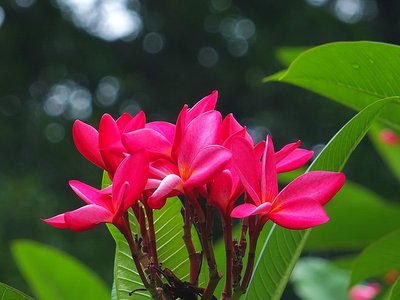 花卉的植物保护与病虫害管理