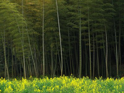 美丽花卉背后的科学原理