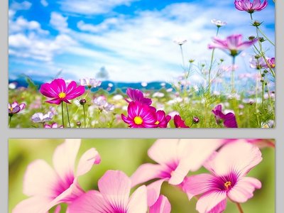 海棠花多色变异的原理