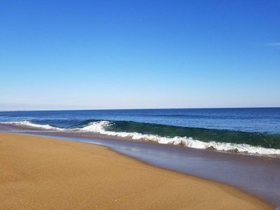 吊兰抽生走茎的繁殖策略